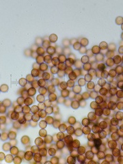 Stemonitis virginiensis