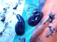 Kontikia ventrolineata