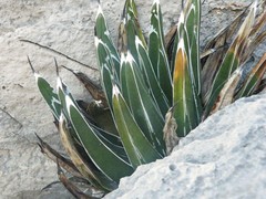 Agave victoriae-reginae victoriae-reginae