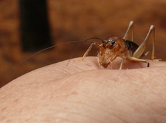 Henicus monstrosus