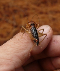 Henicus monstrosus