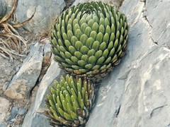 Agave victoriae-reginae victoriae-reginae