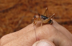 Henicus monstrosus