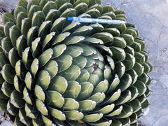 Agave victoriae-reginae victoriae-reginae