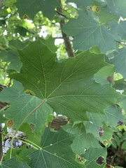 Acer platanoides