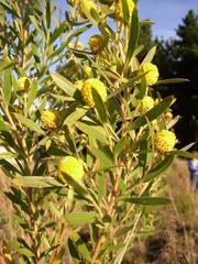 Leucadendron macowanii