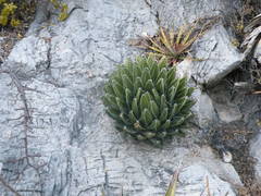 Agave victoriae-reginae victoriae-reginae