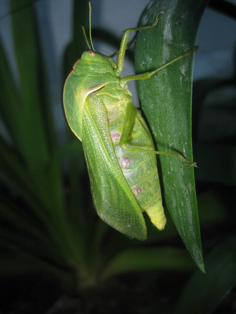 Bullacris discolor