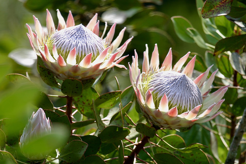 Protea cynaroides