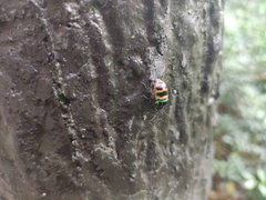 Chrysocoris fascialis