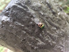 Chrysocoris fascialis