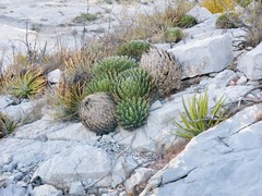 Agave victoriae-reginae victoriae-reginae