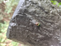Chrysocoris fascialis