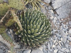 Agave victoriae-reginae victoriae-reginae