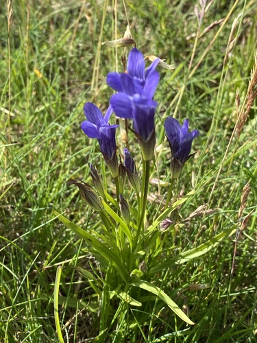 Gentianopsis detonsa ssp. detonsa