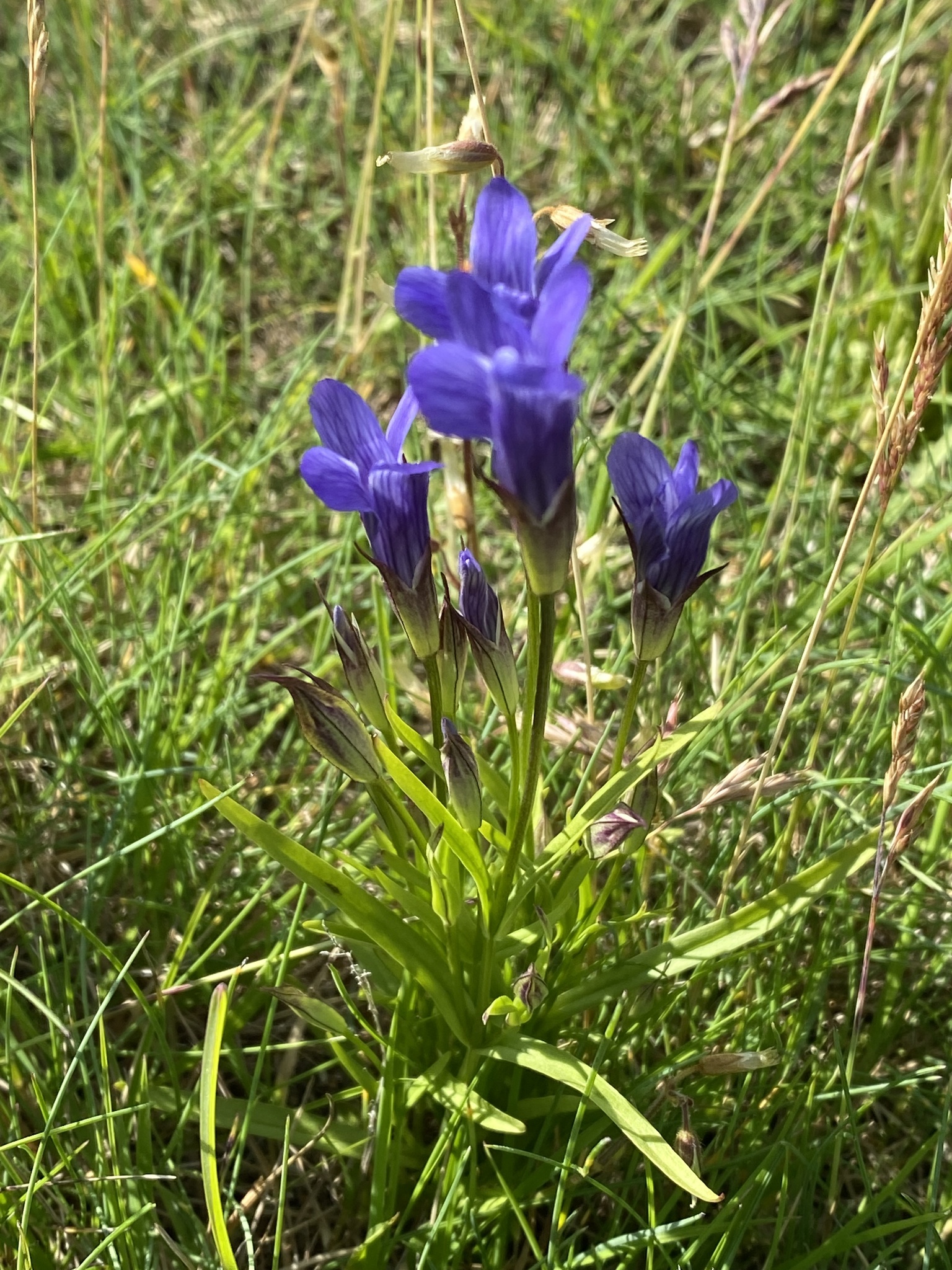 Gentianopsis detonsa ssp. detonsa
