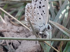 Polyommatus albicans