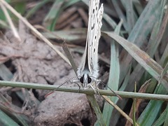 Polyommatus albicans