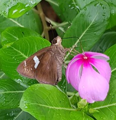 Notocrypta curvifascia