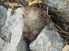 Mammillaria prolifera