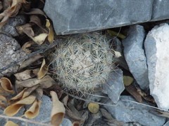Mammillaria prolifera