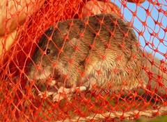 Acomys subspinosus