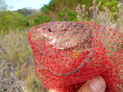 Acomys subspinosus