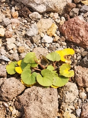 Viola crassa
