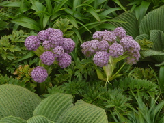 Anisotome latifolia