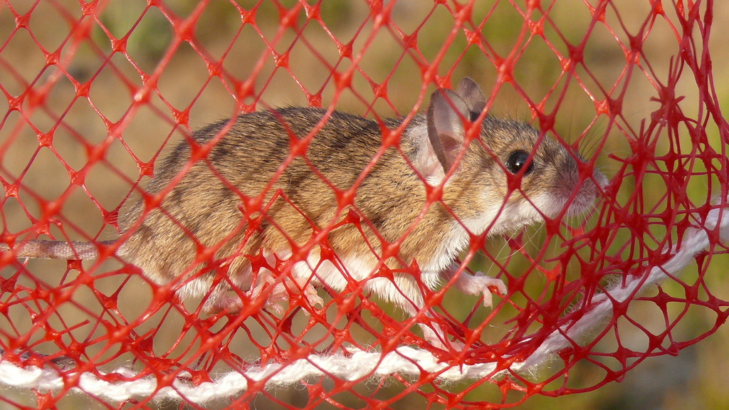 Pygmy Mouse