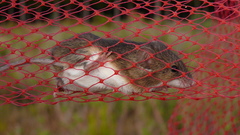 Mus minutoides minutoides