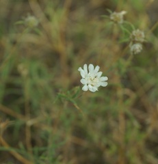 Scabiosa praemontana