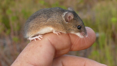 Mus minutoides minutoides