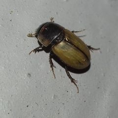 Acanthobodilus immundus