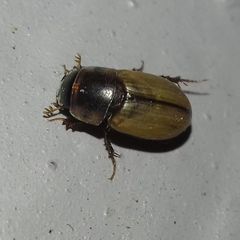 Acanthobodilus immundus