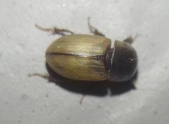 Acanthobodilus immundus