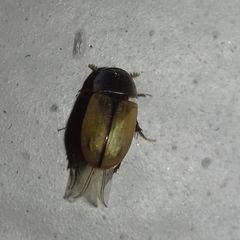 Acanthobodilus immundus