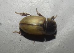 Acanthobodilus immundus