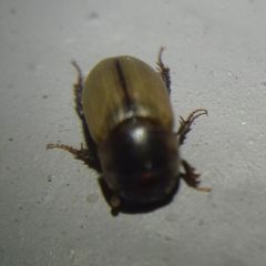 Acanthobodilus immundus