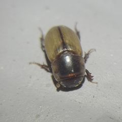 Acanthobodilus immundus