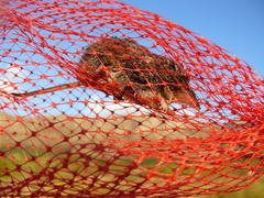 Myosorex varius