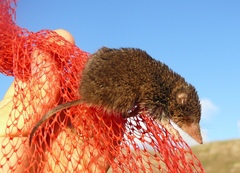 Myosorex varius