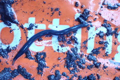 Kontikia ventrolineata