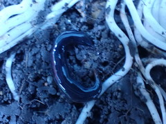 Kontikia ventrolineata