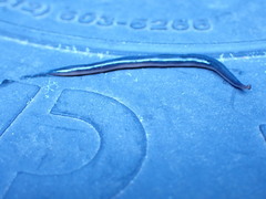 Kontikia ventrolineata