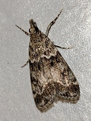 Eudonia lacustrata