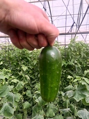 Cucurbitaceae