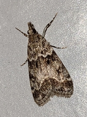 Eudonia lacustrata