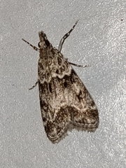 Eudonia lacustrata