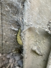 Callimorpha dominula